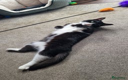 Mixed Breed cats for sale: Adopt little miss Eevee  - Image 6