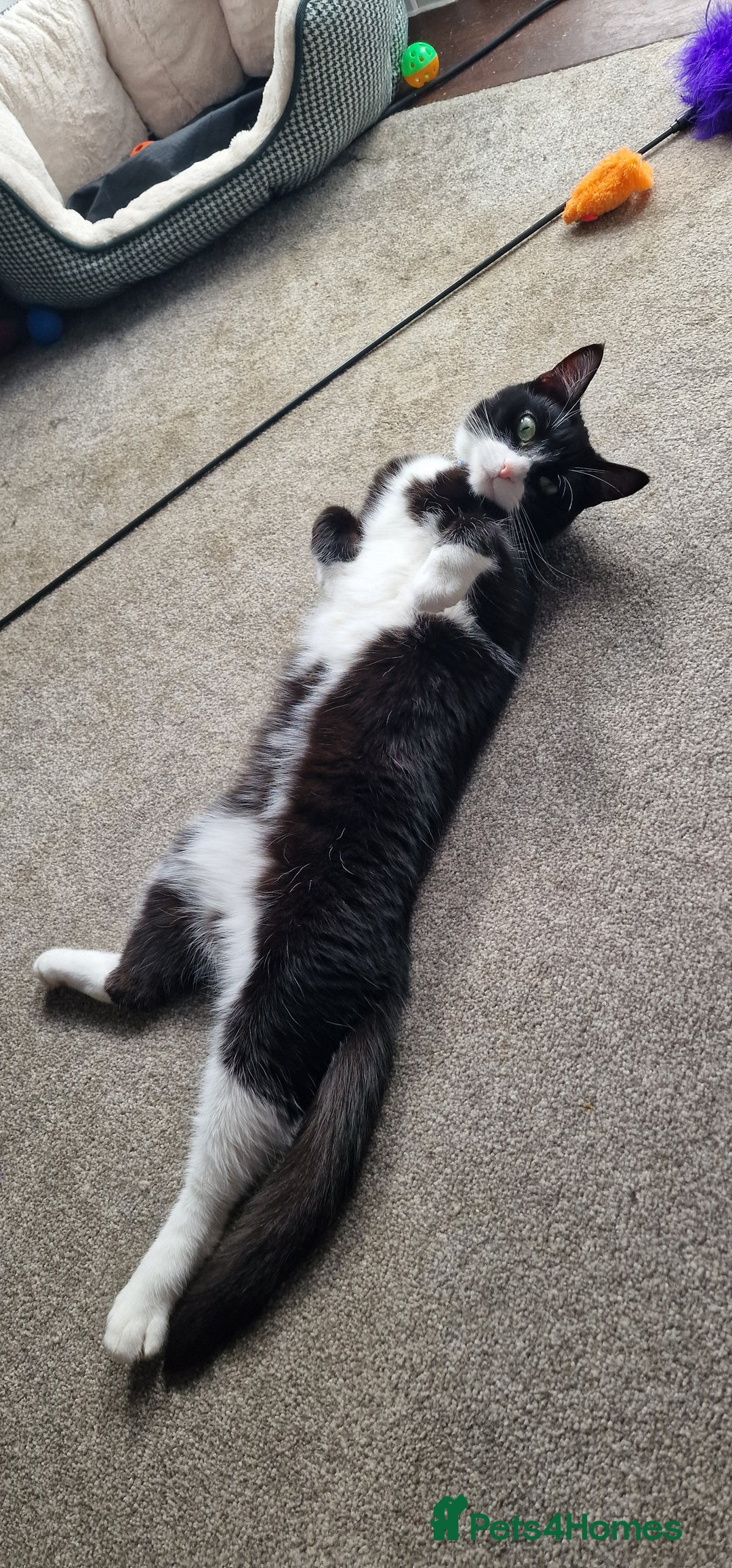 Mixed Breed cats for sale: Adopt little miss Eevee  - Image 6