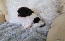 Toy Poodle dogs for sale: READY NOW 2  BROWN & WHITE Rare Toy Parti Poodles - Image 7