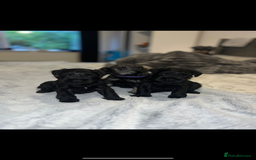 Miniature Schnauzer dogs for sale: Miniature Schnauzers for sale!  - Advert 2