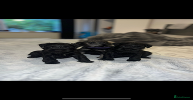 Miniature Schnauzer dogs Miniature Schnauzers for sale!  - Advert 8