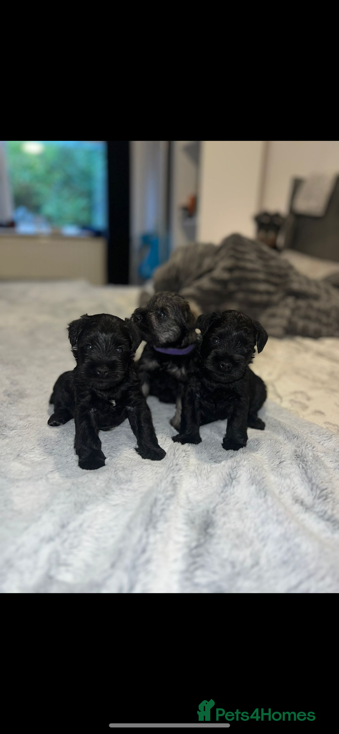 Miniature Schnauzer dogs for sale: Miniature Schnauzers for sale!  - Advert 2