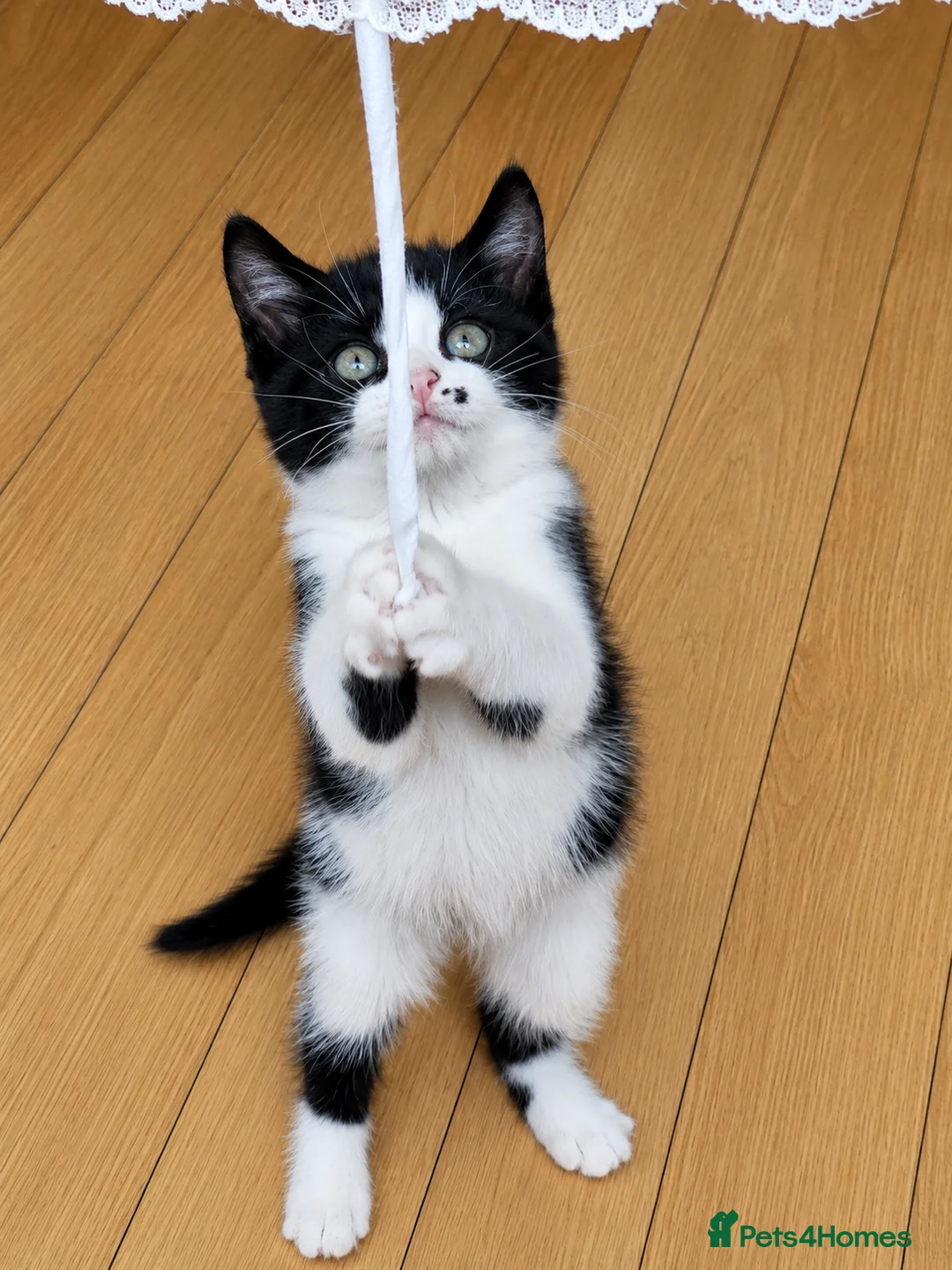 Mixed Breed cats for sale: 🐾Adorable Female Kitten Looking 4Her Forever Home in Luton - Advert 17