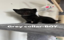 British Shorthair cats for sale: British shorthair black/2point - Image 5