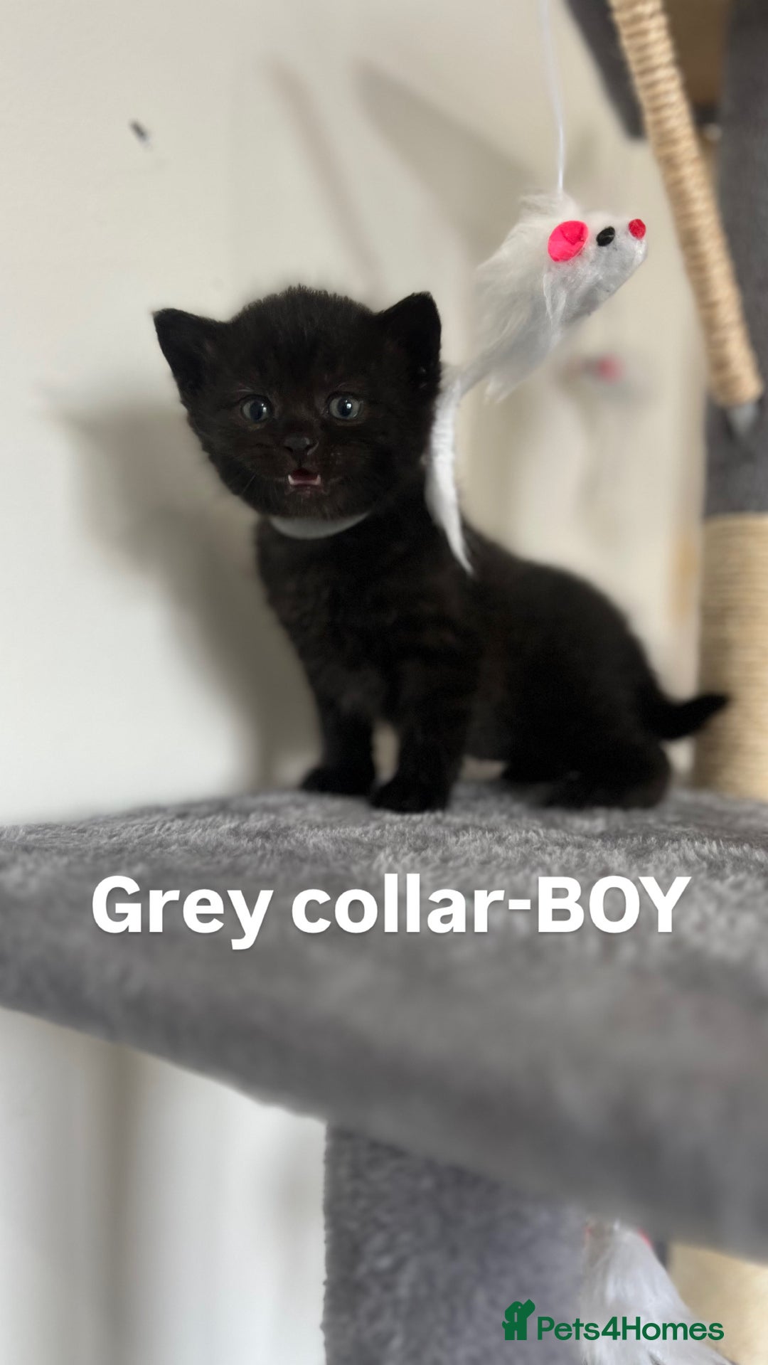 British Shorthair cats for sale: British shorthair black/2point - Image 5