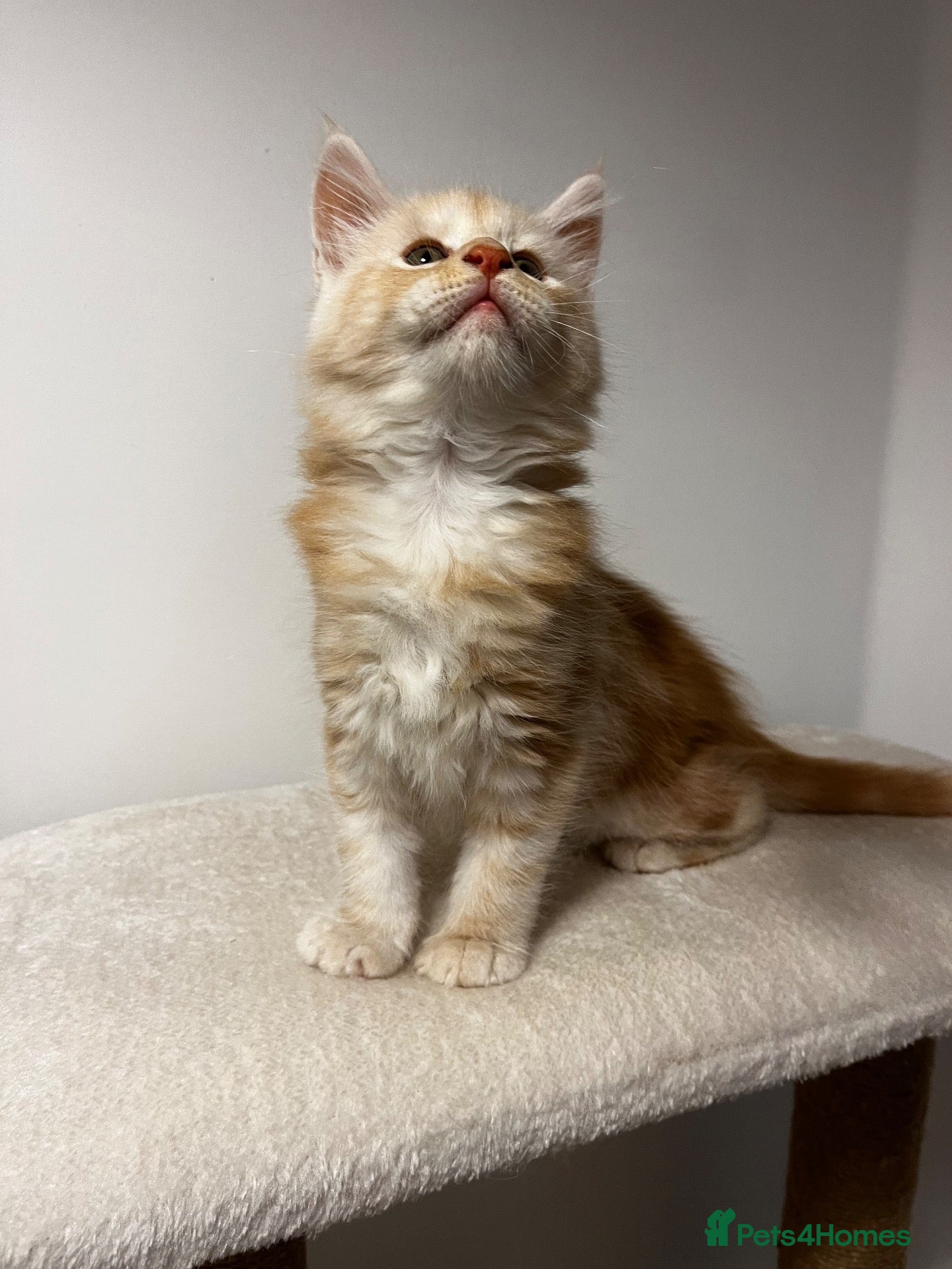 Maine Coon cats Beautiful Maine Coon Kittens - Advert 16
