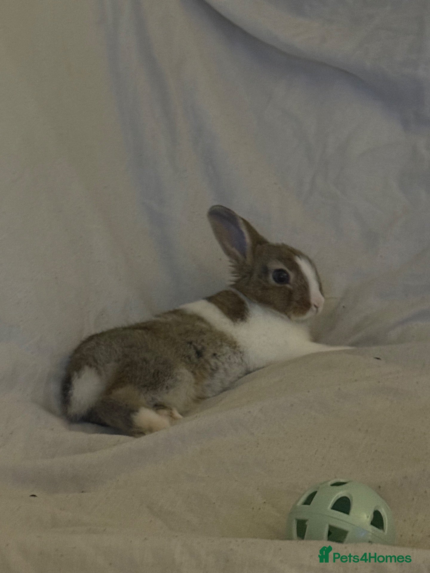 Netherland Dwarf rabbits for sale: Neverland dwarf rabbit called Charlie! - Advert 9