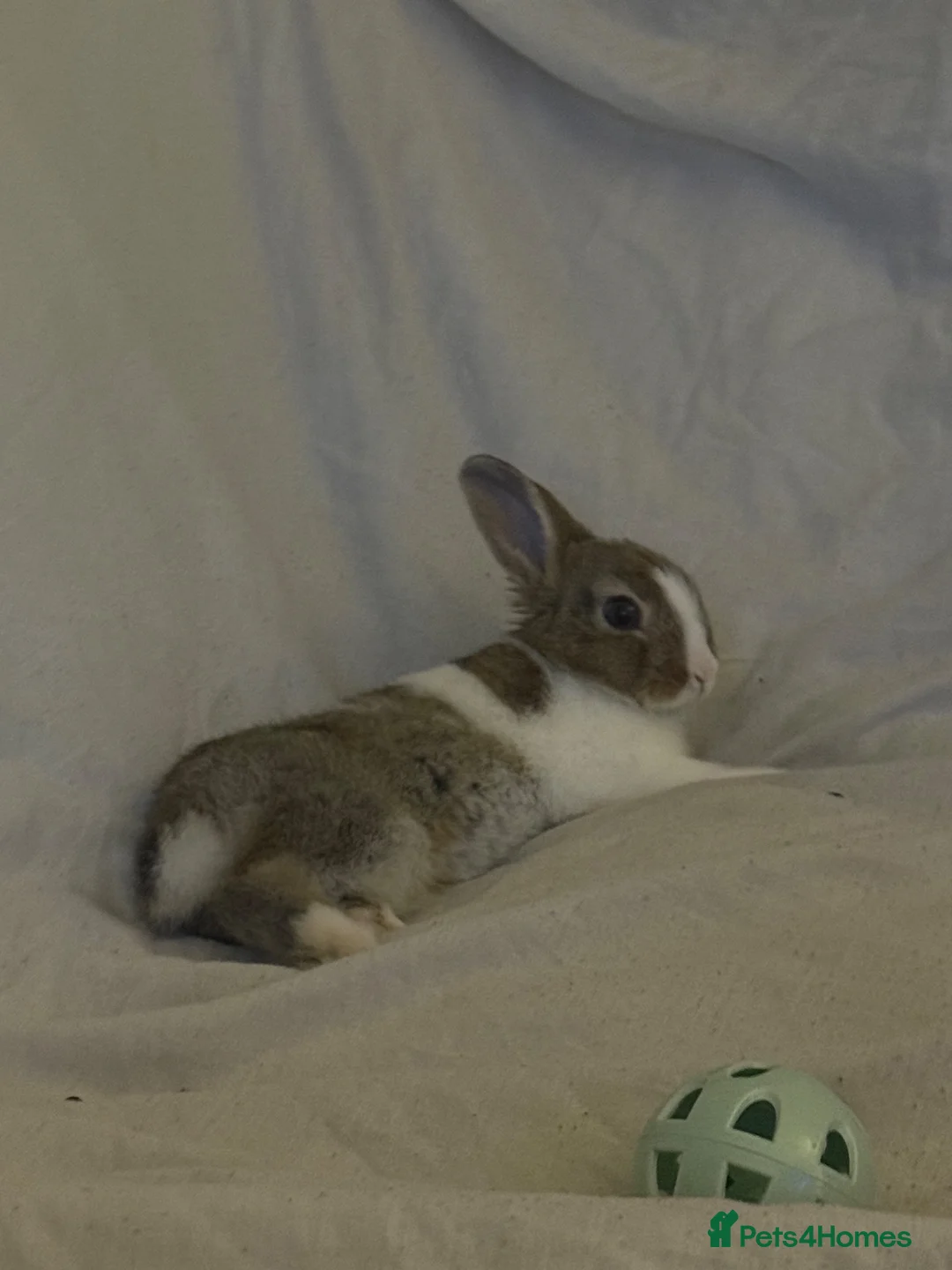 Netherland Dwarf rabbits for sale: Neverland dwarf rabbit called Charlie! in Farnborough - Advert 1