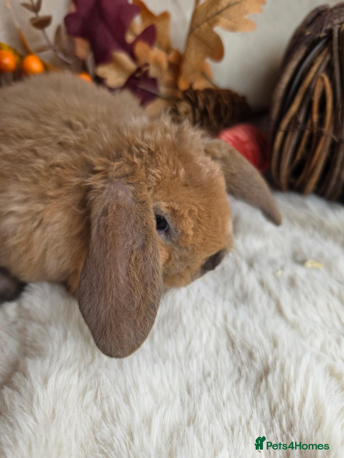 Mini Lop rabbits for sale: Gorgeous mini plush lops - Advert 2