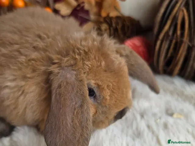 Mini Lop rabbits for sale: Gorgeous mini plush lops - Advert 2