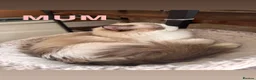 Ragdoll cats for sale: Bicolour ragdoll kittens and mum for sale - Advert 2