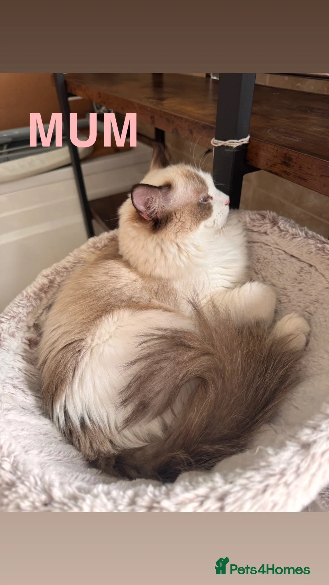 Ragdoll cats for sale: Bicolour ragdoll kittens and mum for sale - Advert 2