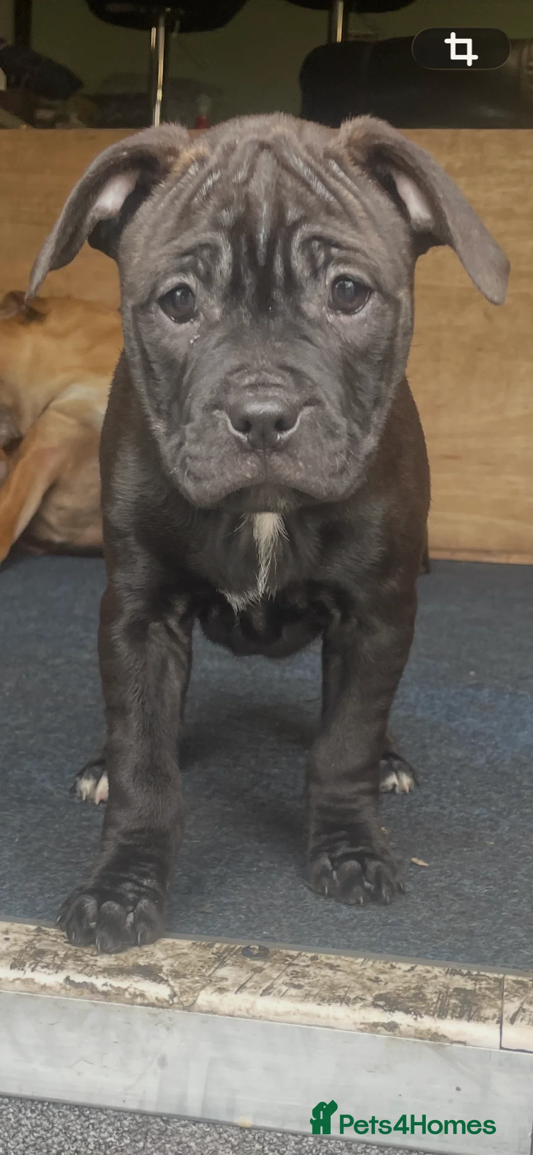 Staffordshire Bull Terrier dogs for sale: Staffordshire bull terriers - Advert 2