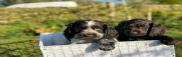 Cocker Spaniel dogs for sale: Gorgeous Cocker pups for sale, 1 girl left - Advert 15