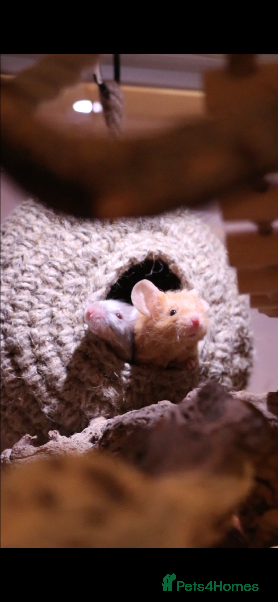 Mouse rodents for sale: 3 female mice with enclosure  - Advert 4