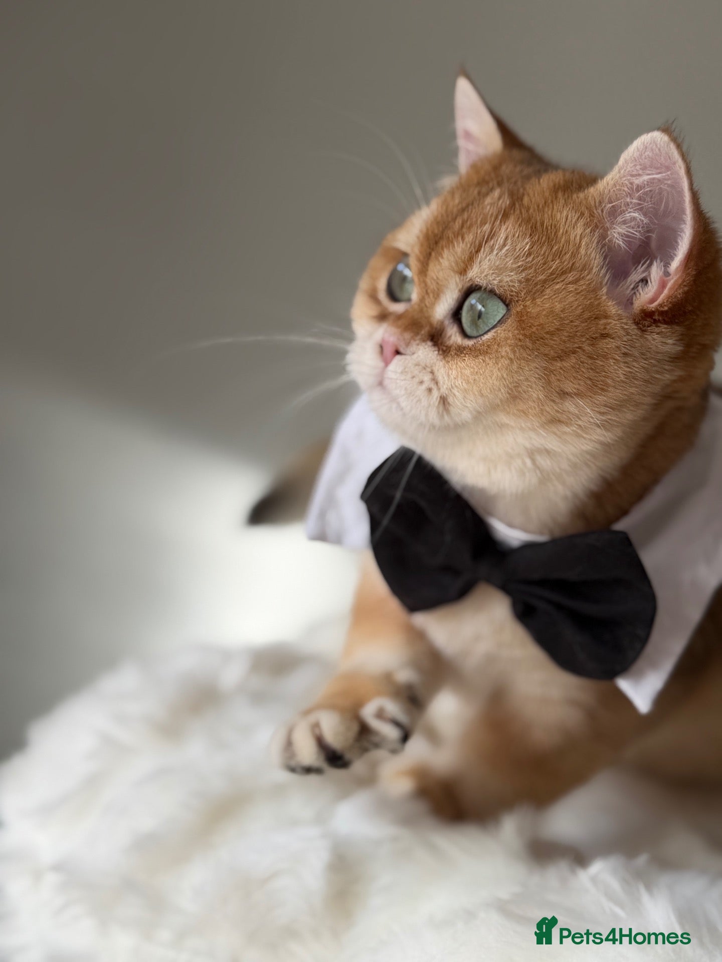 British Shorthair cats for sale: British Shorthair Golden kittens  - Advert 1