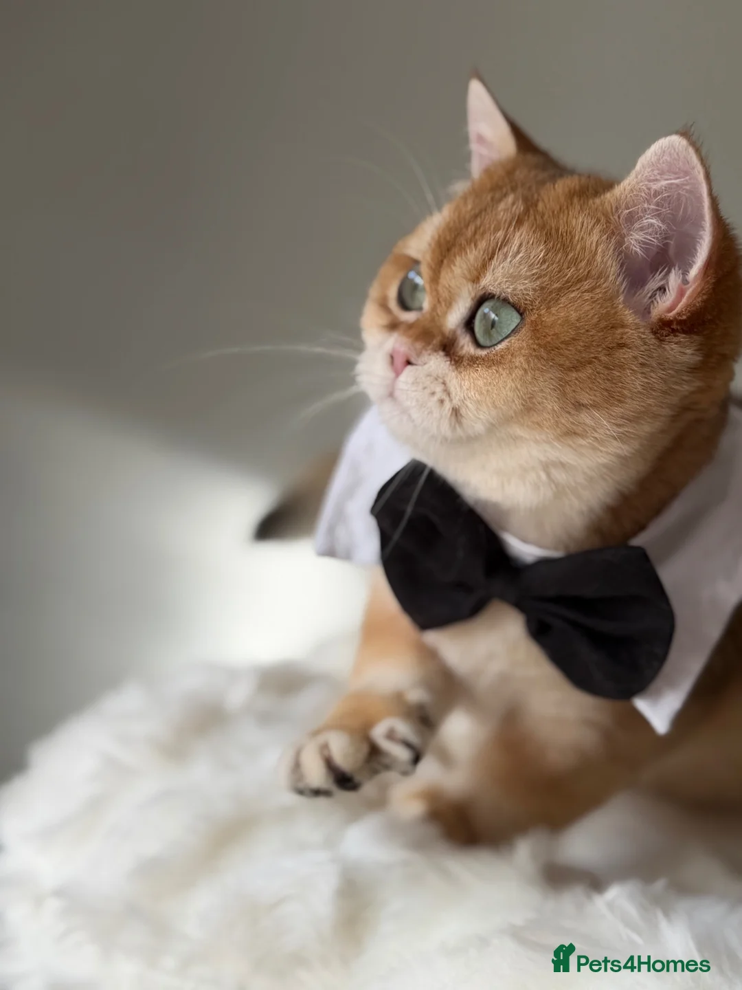 British Shorthair cats for sale: British Shorthair Golden kittens  - Advert 1