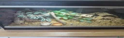 Gecko reptiles for sale: Normal/albino gecko - Advert 3