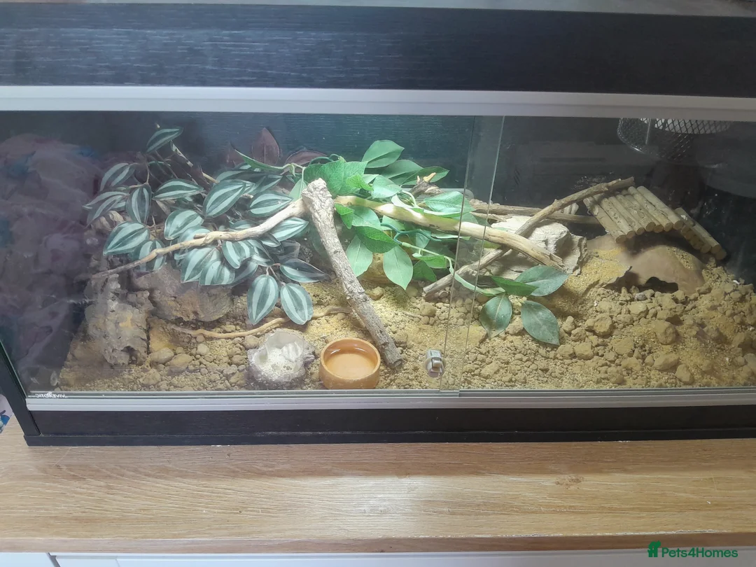 Gecko reptiles for sale: Normal/albino gecko - Advert 3