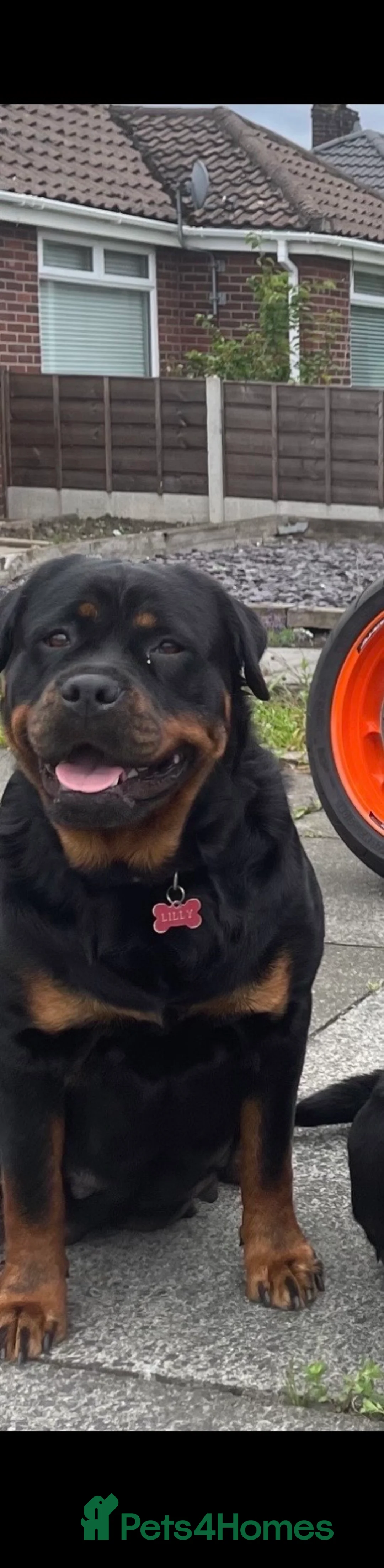 Mixed Breed dogs for sale: Rockie (rotweiler mum Yorkshire terrier dad) - Advert 1
