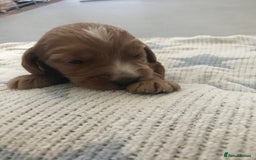 Mixed Breed dogs for sale: Health tested Australian Labradoodles - Image 10