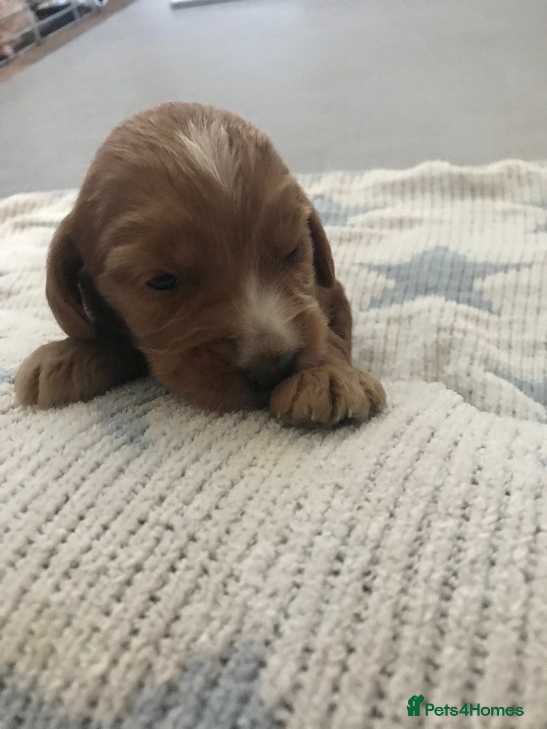Mixed Breed dogs for sale: Health tested Australian Labradoodles - Image 10