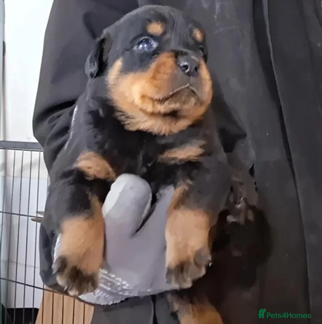 Rottweiler dogs for sale: High-Energy Hearts in Strong Little Bodies in Dundee - Advert 2
