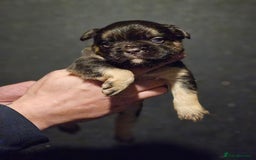 French Bulldog dogs for sale: Fluffy french bulldogs  - Advert 17