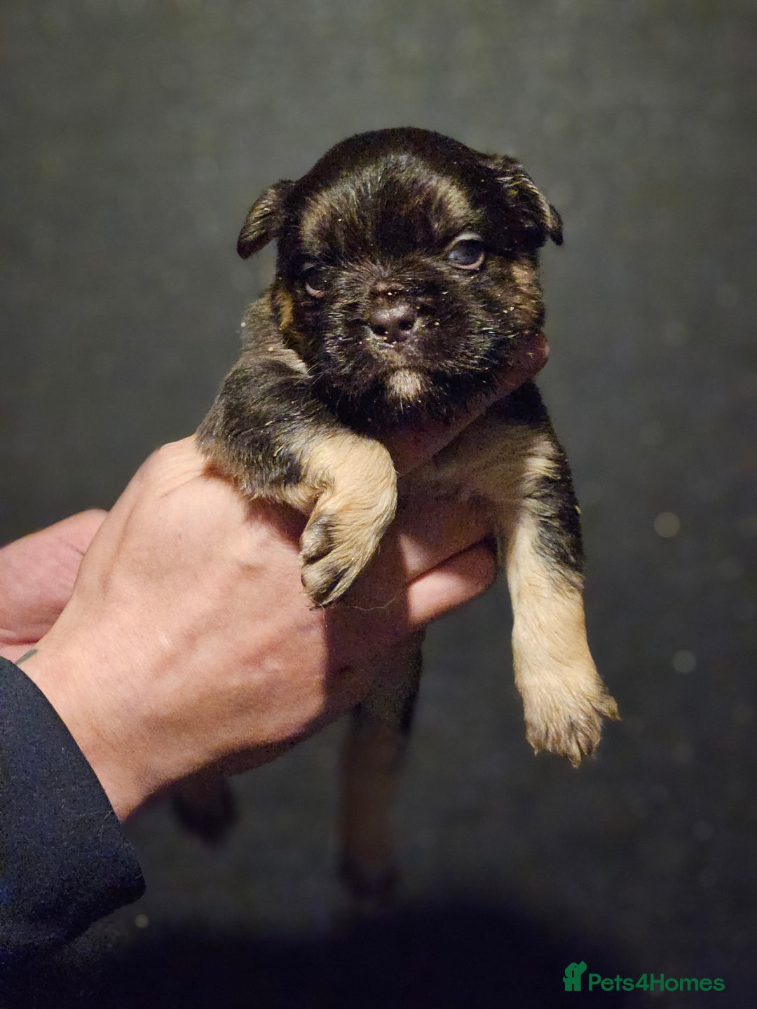 French Bulldog dogs for sale: Fluffy french bulldogs  - Advert 17