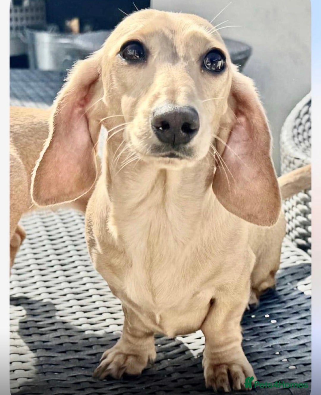 Miniature Dachshund dogs for sale: 🩷🌟Beautiful cream dapple KC Female 🌟🩷 - Advert 4