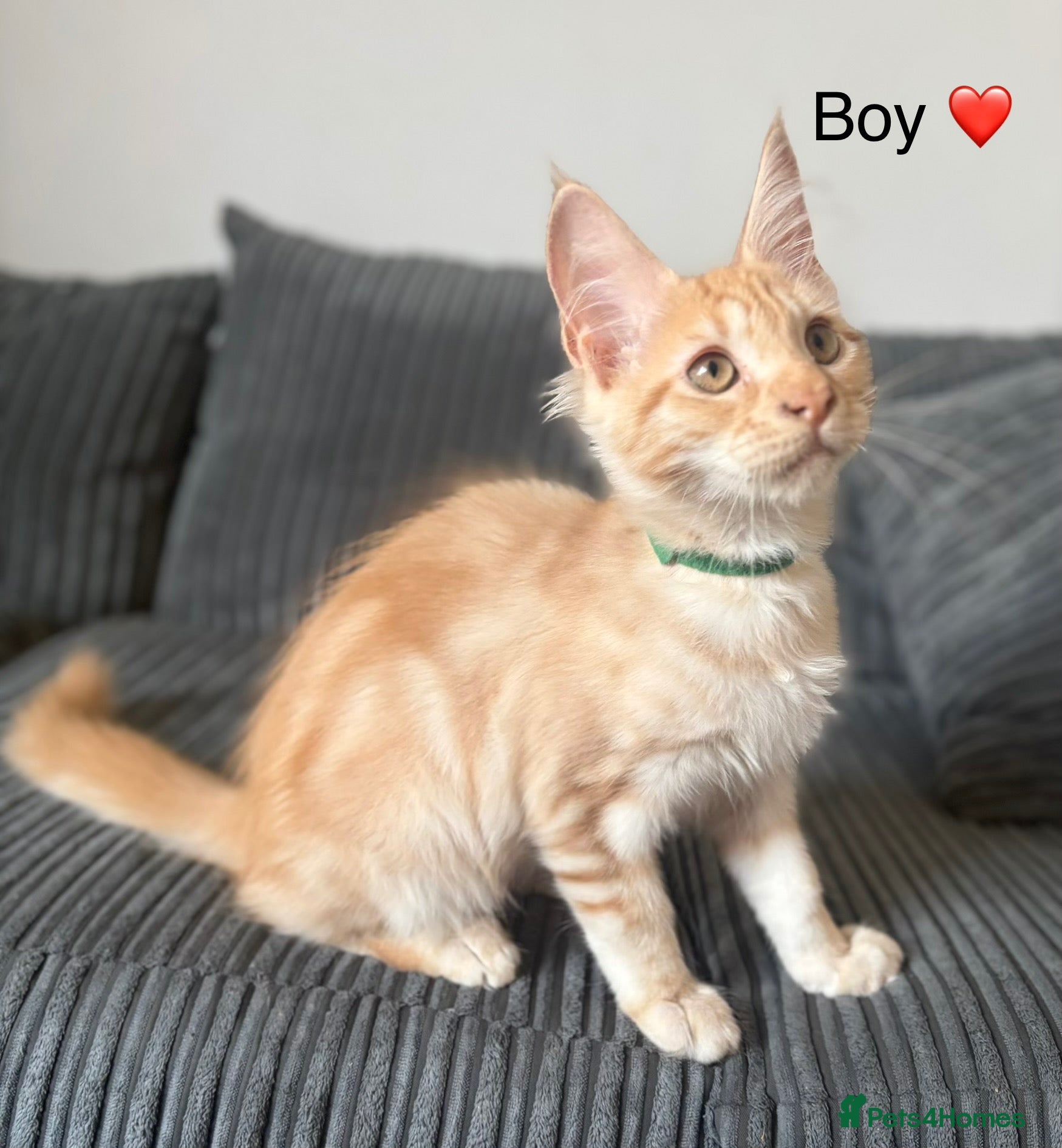 Maine Coon cats GCCF Registered Maine Coon kittens ❤️ - Advert 1
