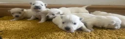 West Highland Terrier dogs for sale: West highland terrier puppies - Advert 10