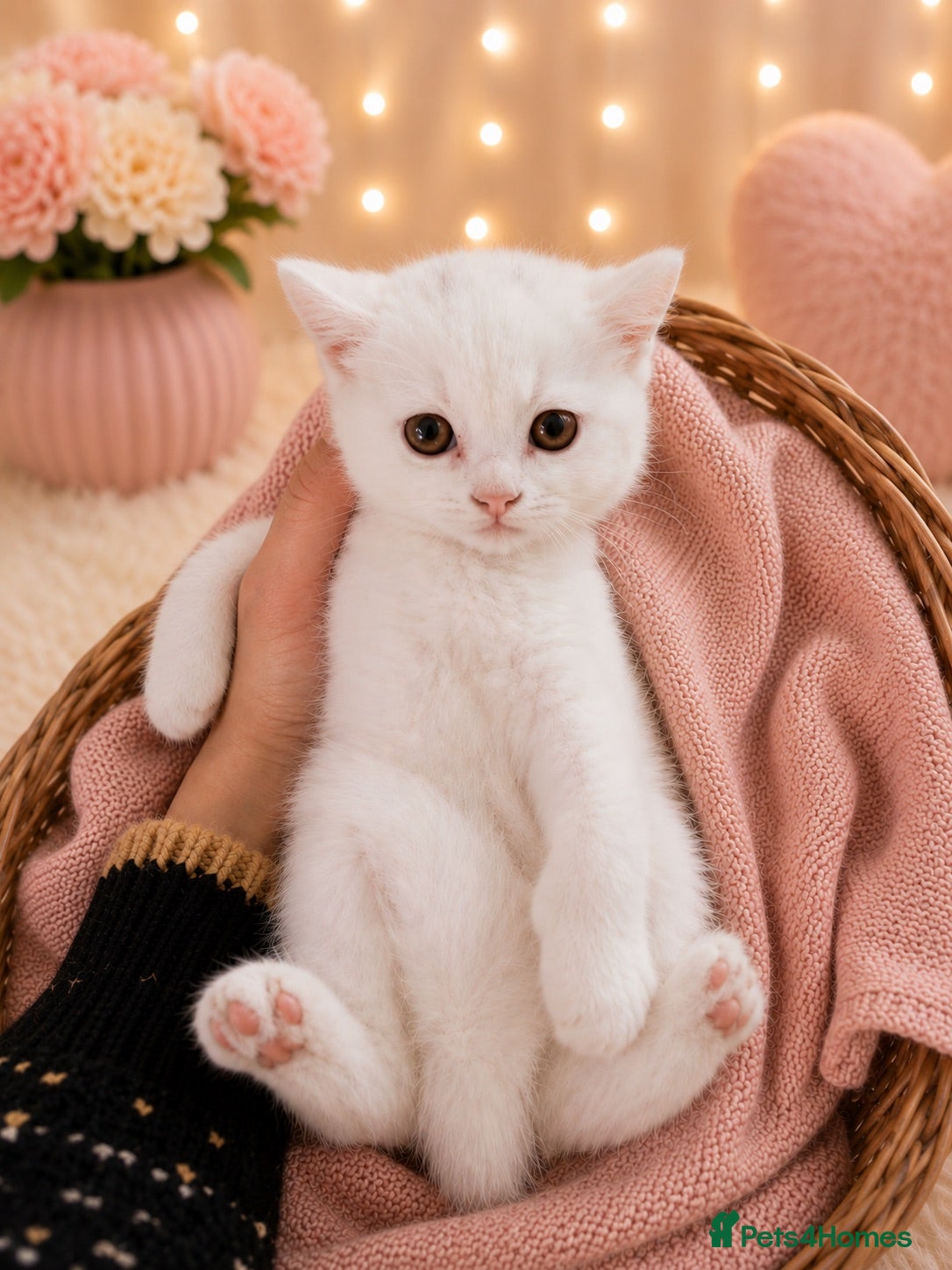 British Shorthair cats 🐾 🥰 British Shorthair Kittens 🥰🐾 - Advert 2