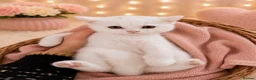 British Shorthair cats for sale: 🐾 🥰 British Shorthair Kittens 🥰🐾 - Advert 1
