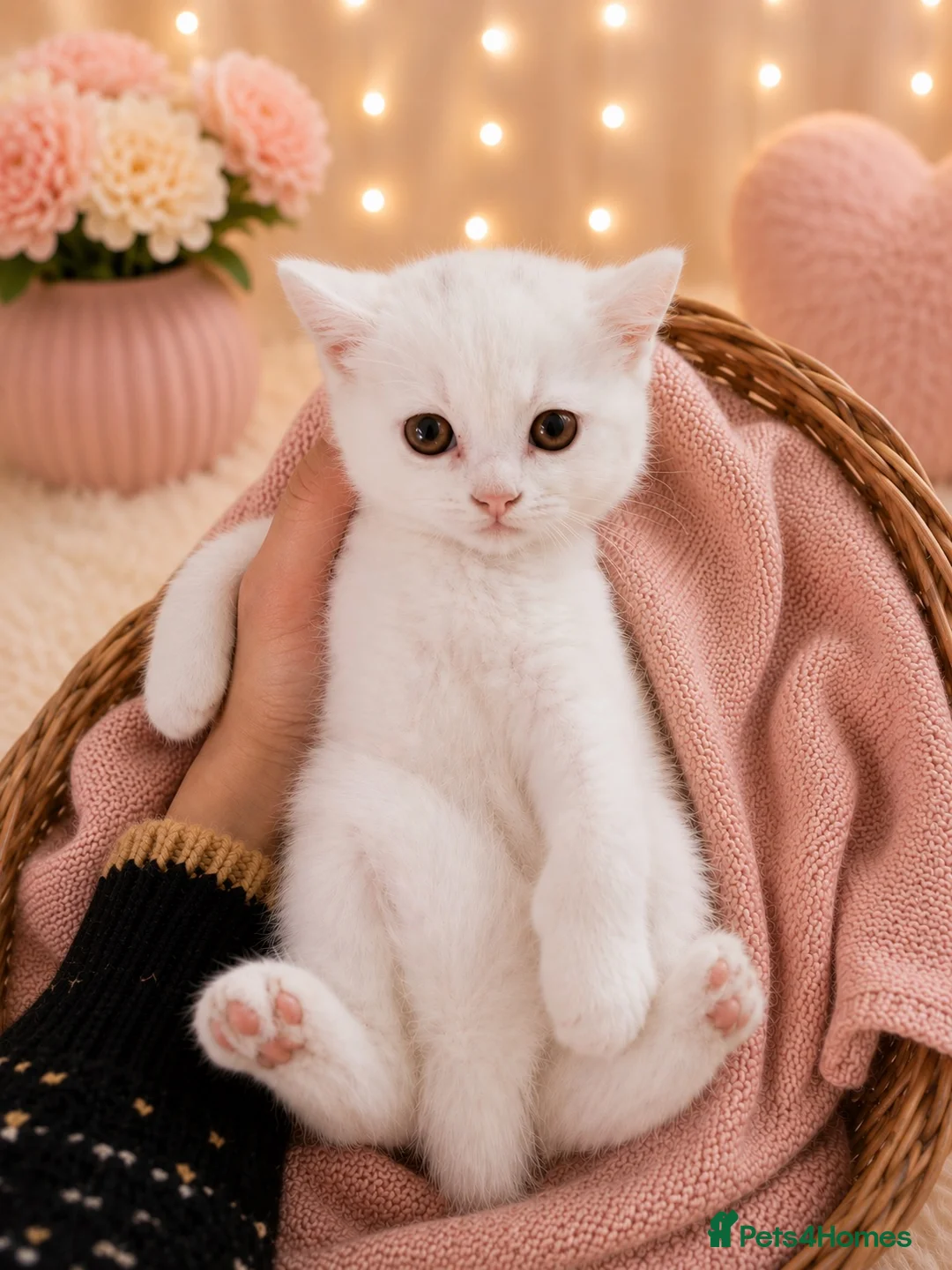 British Shorthair cats for sale: 🐾 🥰 British Shorthair Kittens 🥰🐾 - Advert 1