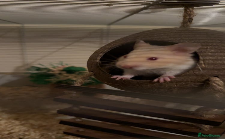 Hamster rodents - Advert 8