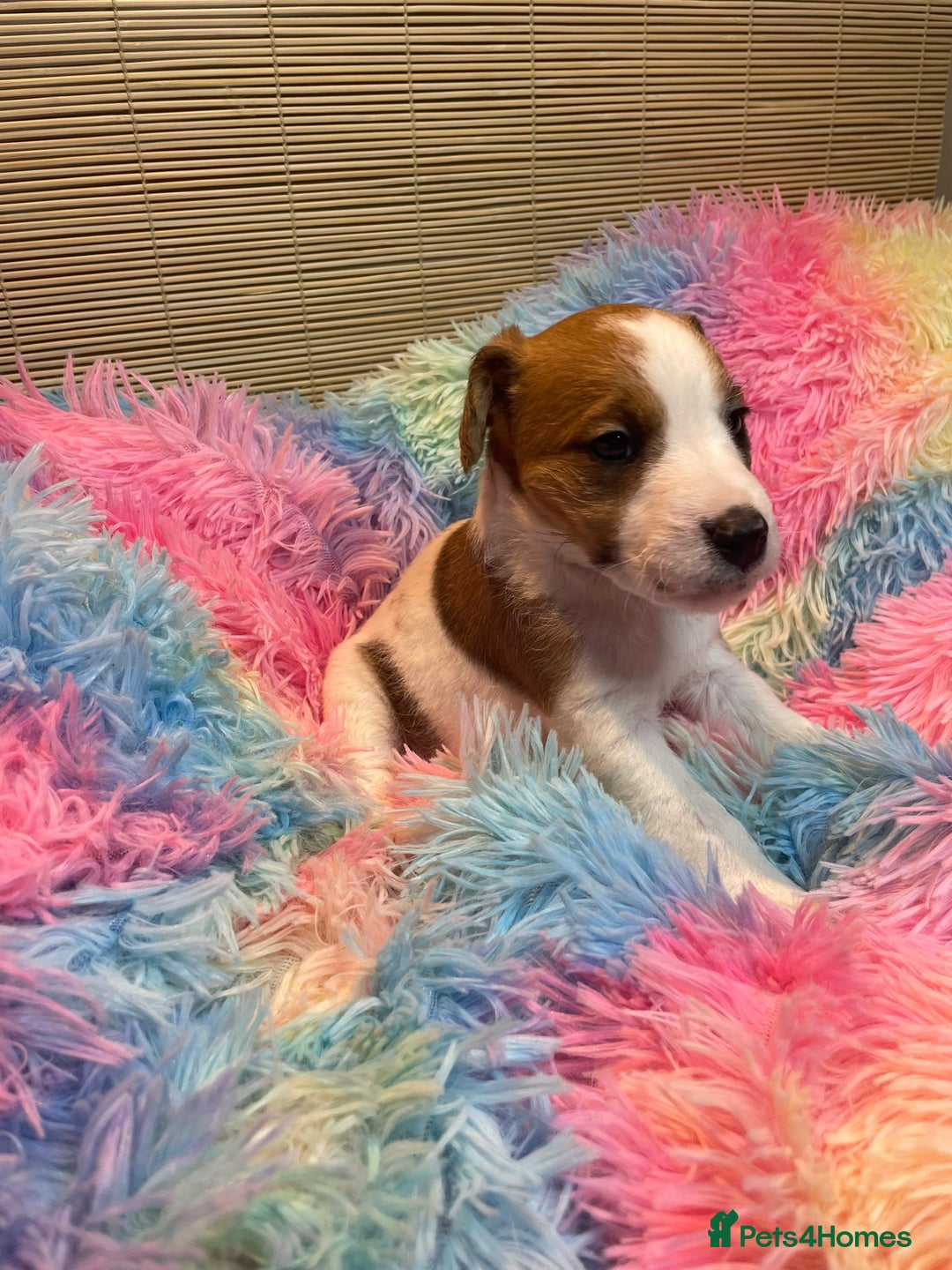 Mixed Breed dogs for sale: Wire Fox X Parsons Jack Russell Puppies for Sale - Advert 17