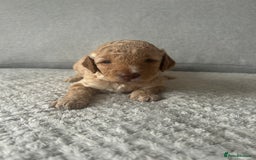 Cavapoo dogs for sale: Cavapoo Puppies for Sale - Image 21