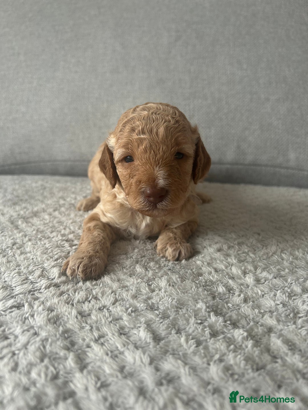 Cavapoo dogs for sale: Cavapoo Puppies for Sale - Image 21