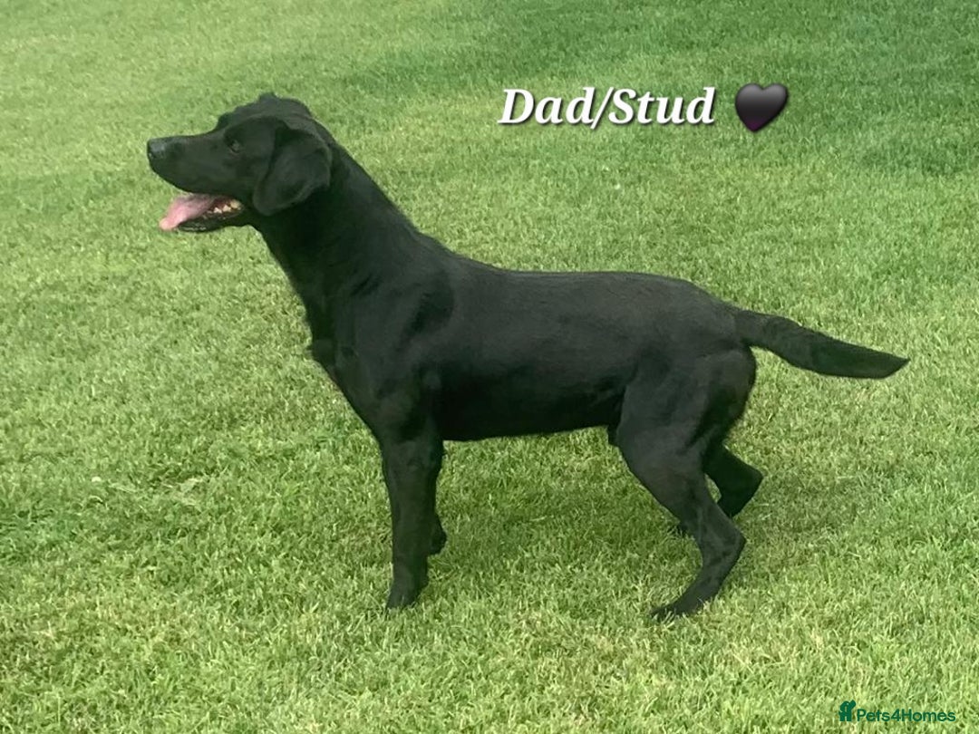 Labrador Retriever dogs for sale: KC Labrador Puppies – Ready 23rd August 🐾 - Image 24