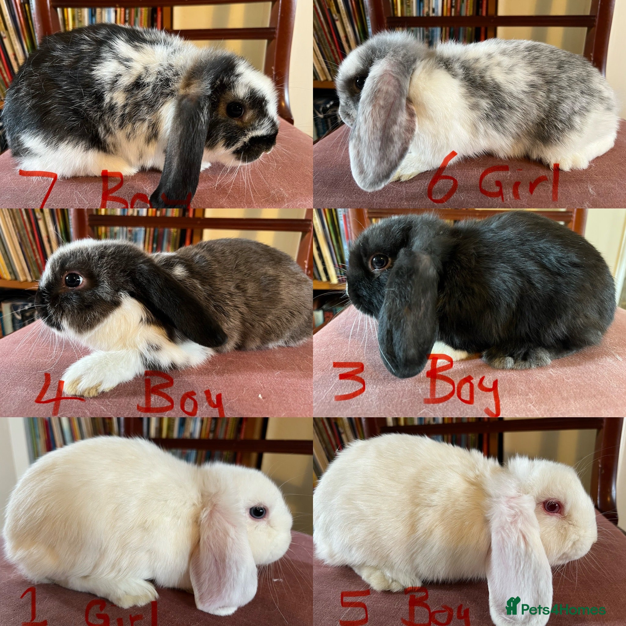 Mini Lop rabbits Lovely Mini Lop Babies - Advert 1