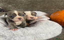 Dorset Olde Tyme Bulldogge dogs for sale: N.E.B.B.R fluffy carriers olde tyme bulldogs - Image 16