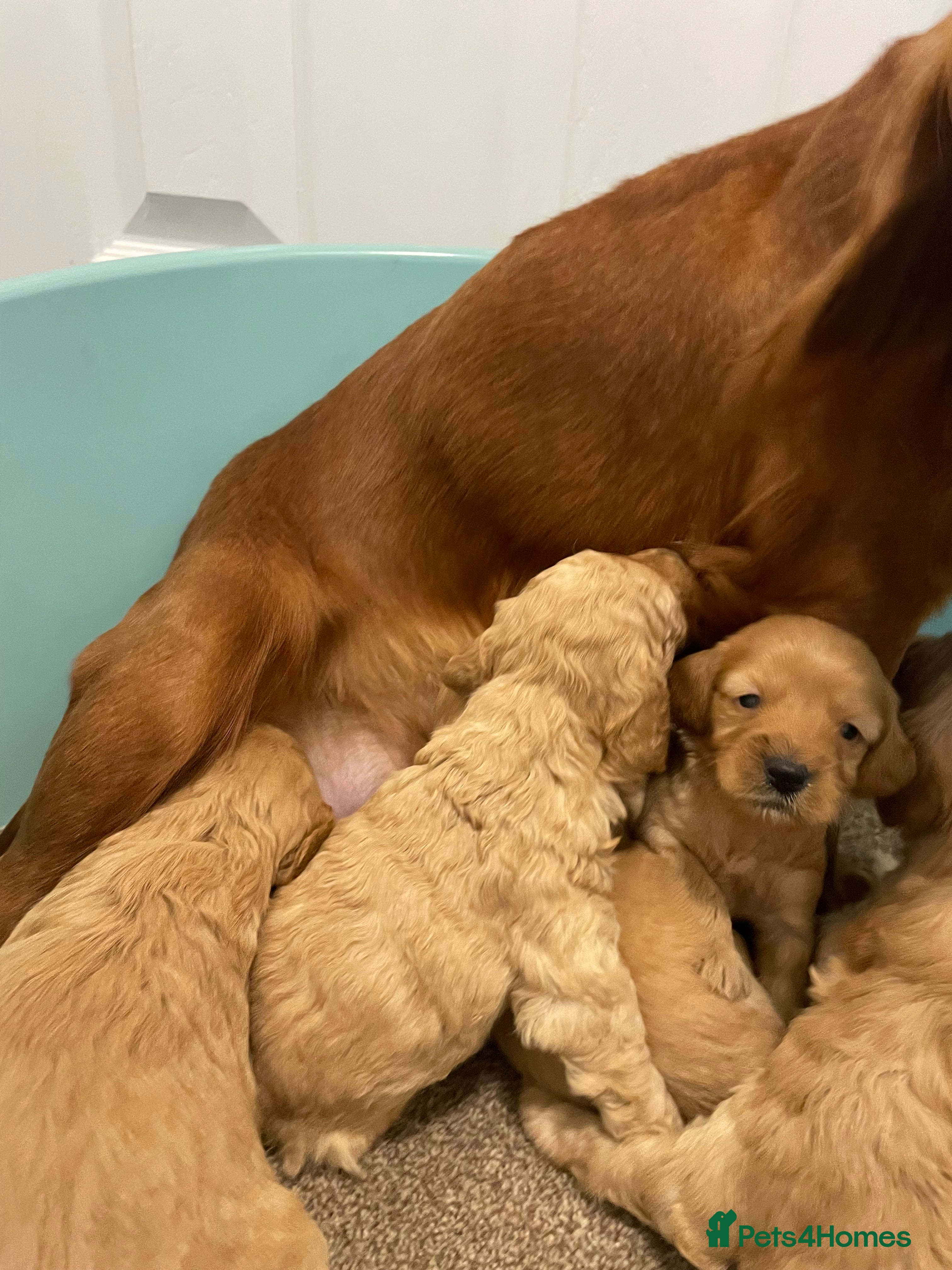 Cockapoo dogs P,r,a clear f1 cockpoo - Advert 16