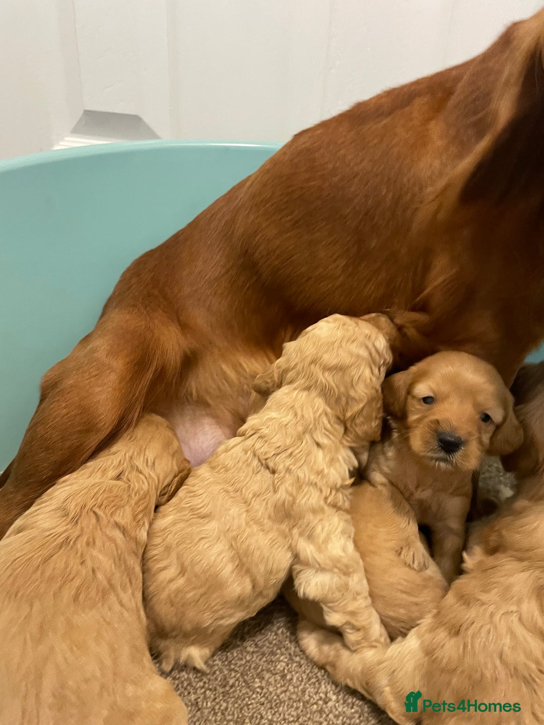 Cockapoo dogs for sale: P,r,a clear f1 cockpoo - Advert 14