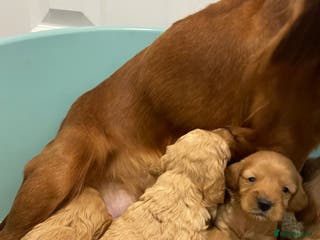 Cockapoo dogs P,r,a clear f1 cockpoo - Advert 16