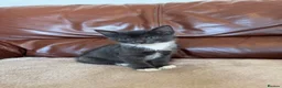Mixed Breed cats for sale: Beautiful kittens  - Advert 9