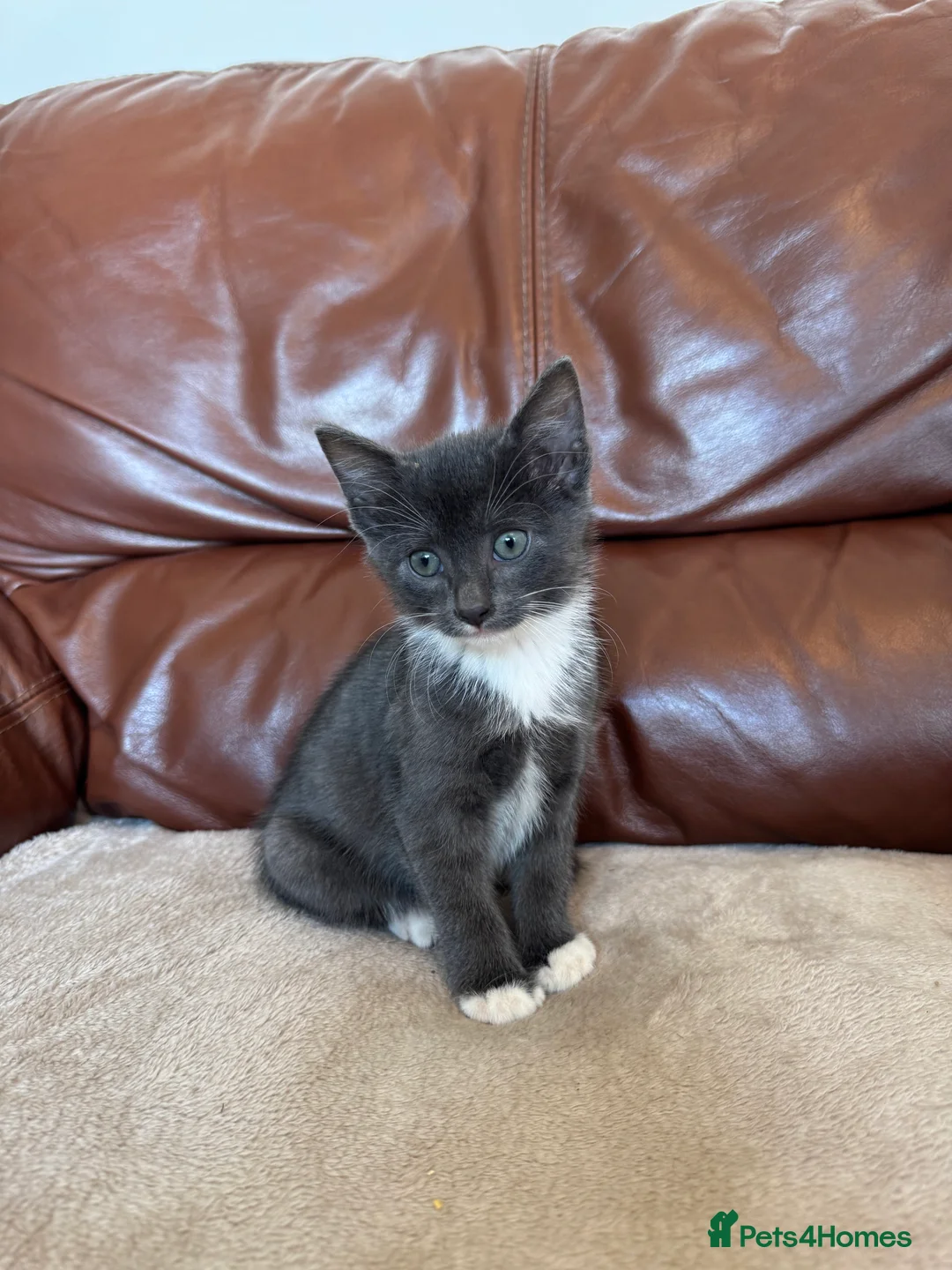 Mixed Breed cats for sale: Beautiful kittens  - Advert 9