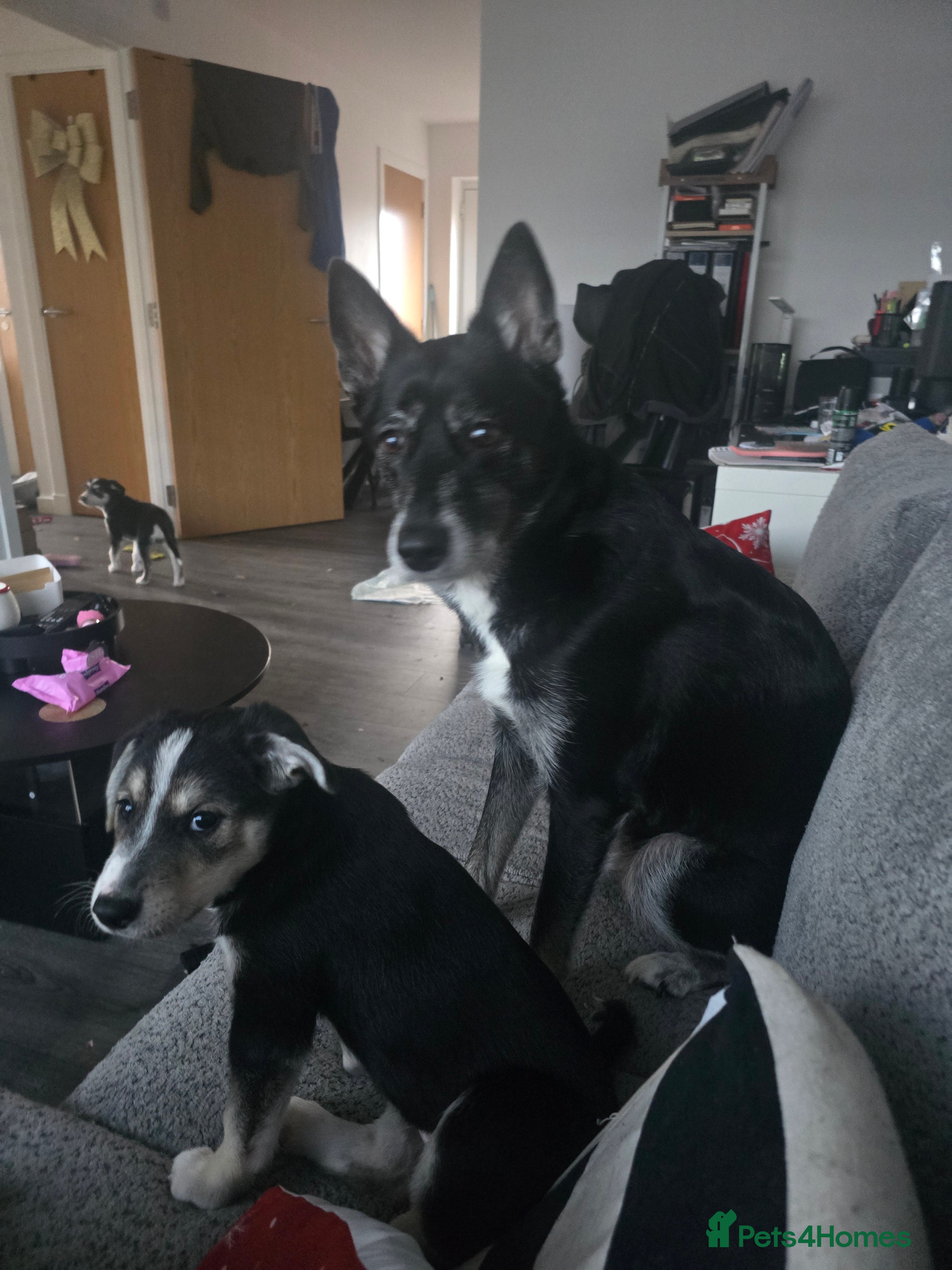 Mixed Breed dogs REDUCED LABSKY PUPPIES  - Advert 2