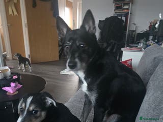 Mixed Breed dogs REDUCED LABSKY PUPPIES - Advert 3