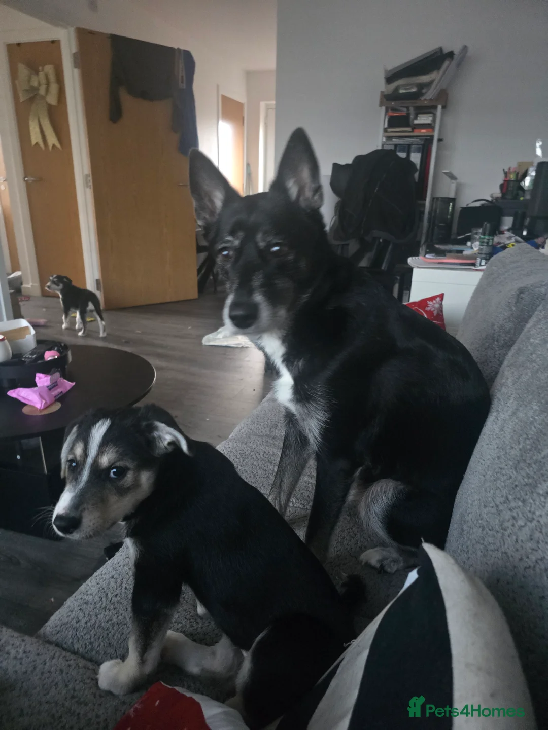 Mixed Breed dogs for sale:  Last puppy looking for his forever home ;)   - Advert 3